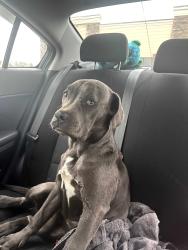 Found/Stray Female Dog last seen Fulton mill road , Bibb County, GA 31206