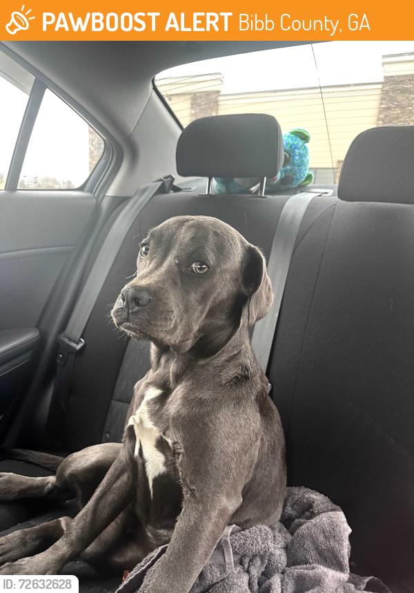 Found/Stray Female Dog last seen Fulton mill road , Bibb County, GA 31206