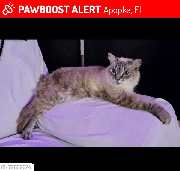 Lost Female Cat last seen S Atlas Dr & Thor Ave, Apopka, FL 32703