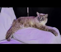 Lost Female Cat last seen S Atlas Dr & Thor Ave, Apopka, FL 32703