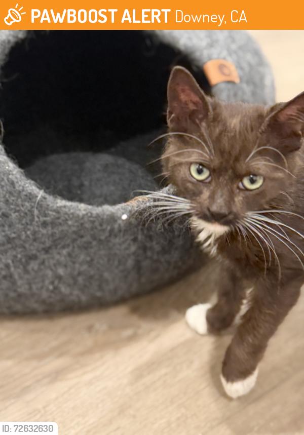 Found/Stray Male Cat last seen Furman Park , Downey, CA 90241