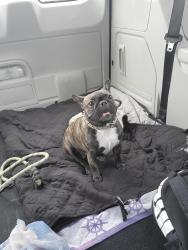 Lost Female Dog last seen Pepper and 4st , Bloomington, CA 92316