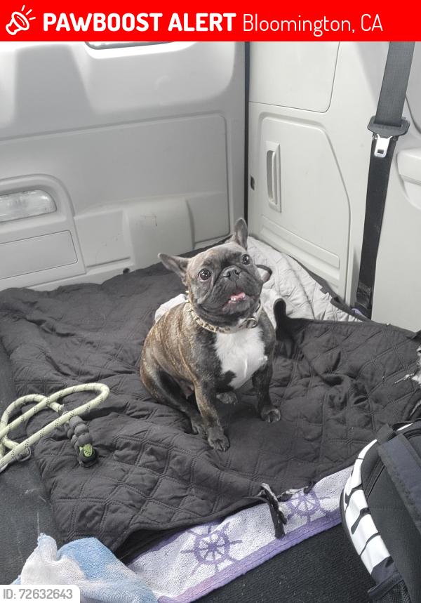 Lost Female Dog last seen Pepper and 4st , Bloomington, CA 92316
