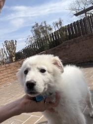 Found/Stray Male Dog last seen Near cobble lane, Harrison, TN 37341, Harrison, TN 37341