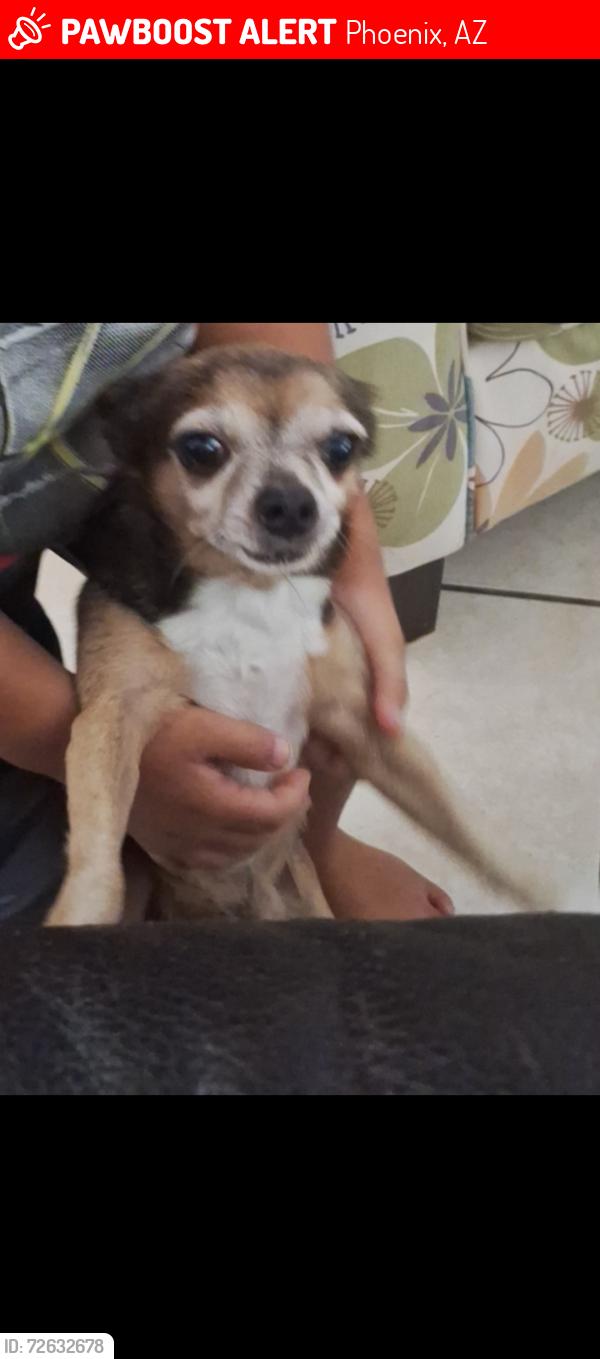 Lost Male Dog last seen 43rd ave and Thomas rd., Phoenix, AZ 85031