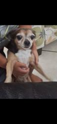 Lost Male Dog last seen 43rd ave and Thomas rd., Phoenix, AZ 85031