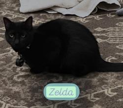 Lost Female Cat last seen Near old bail bonds place in woods, Broken Arrow, OK 74012