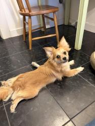 Found/Stray Male Dog last seen Kensington and Sheppard, Richmond, VA 23221