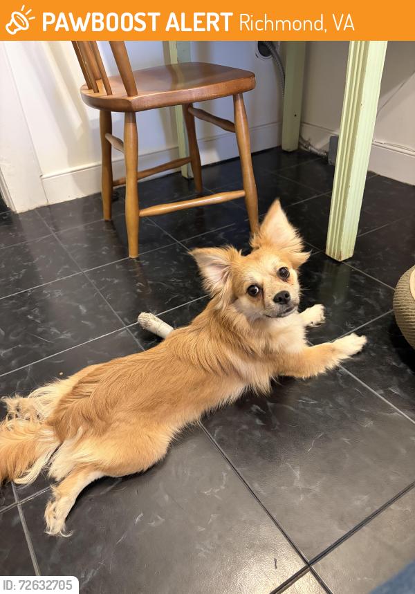 Found/Stray Male Dog last seen Kensington and Sheppard, Richmond, VA 23221