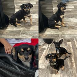 Lost Male Dog last seen Rhode Rd and Buffalo Pass, Niederwald, TX 78640