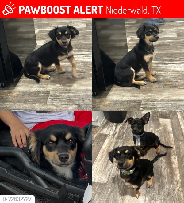 Lost Male Dog last seen Rhode Rd and Buffalo Pass, Niederwald, TX 78640