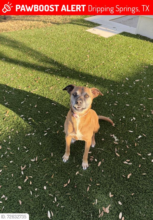 Lost Female Dog last seen West Fitzhugh , Dripping Springs, TX 78620