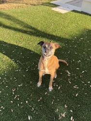 Lost Female Dog last seen West Fitzhugh , Dripping Springs, TX 78620