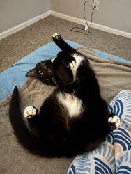 Lost Male Cat last seen riverdale rd and garden walk blvd, Atlanta, GA 30349