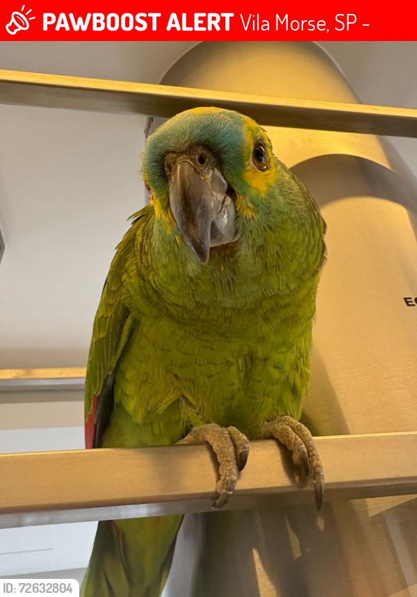 Lost Female Bird last seen Francisco Prieto, Vila Morse, SP 05623-010