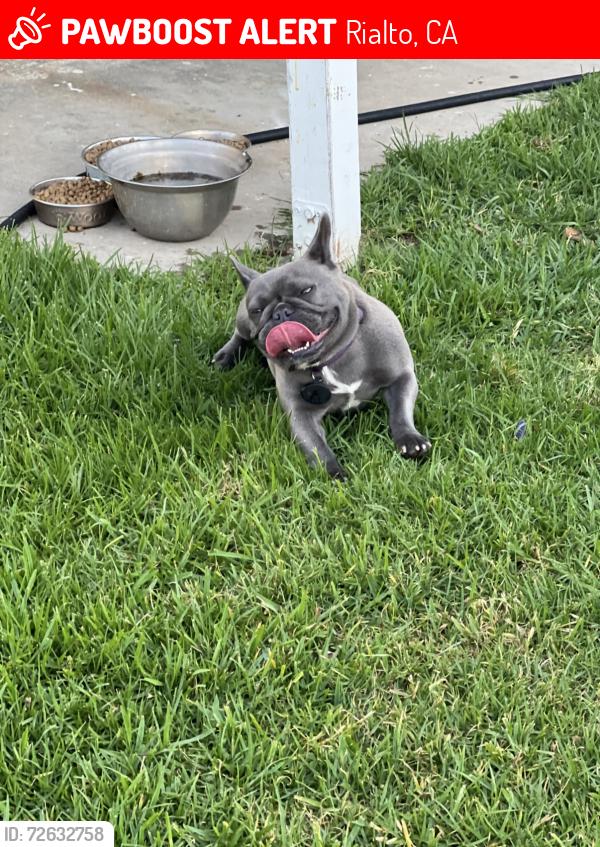 Lost Female Dog last seen S Spruce ave and W Alru st, Rialto, CA 92376