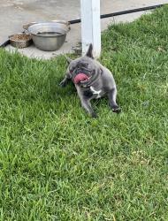 Lost Female Dog last seen S Spruce ave and W Alru st, Rialto, CA 92376