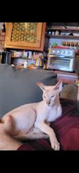 Lost Male Cat last seen Edenhurst & Roland, Lyndhurst Ohio, Lyndhurst, OH 44124