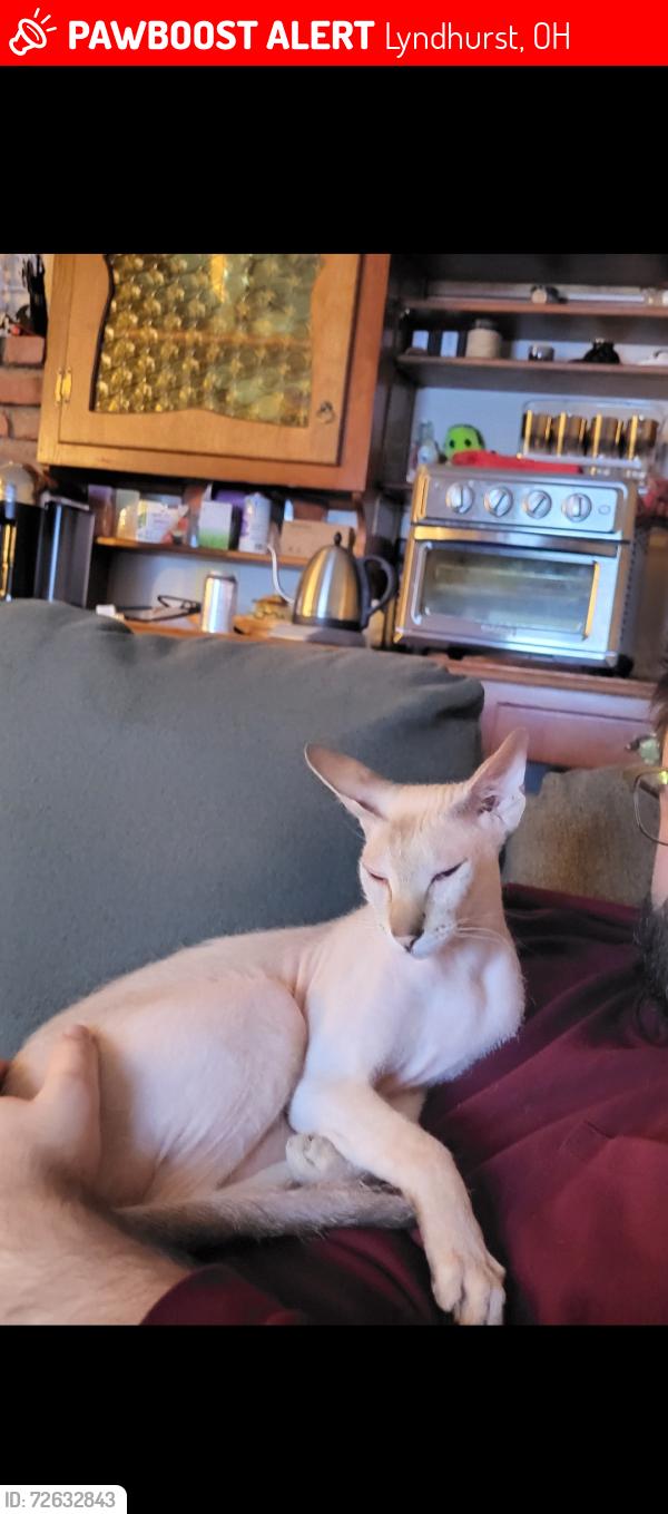 Lost Male Cat last seen Edenhurst & Roland, Lyndhurst Ohio, Lyndhurst, OH 44124