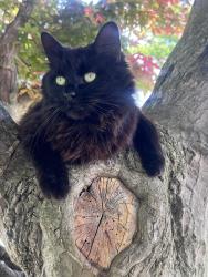 Lost Female Cat last seen Erwin st maple heights Ohio , Maple Heights, OH 44137