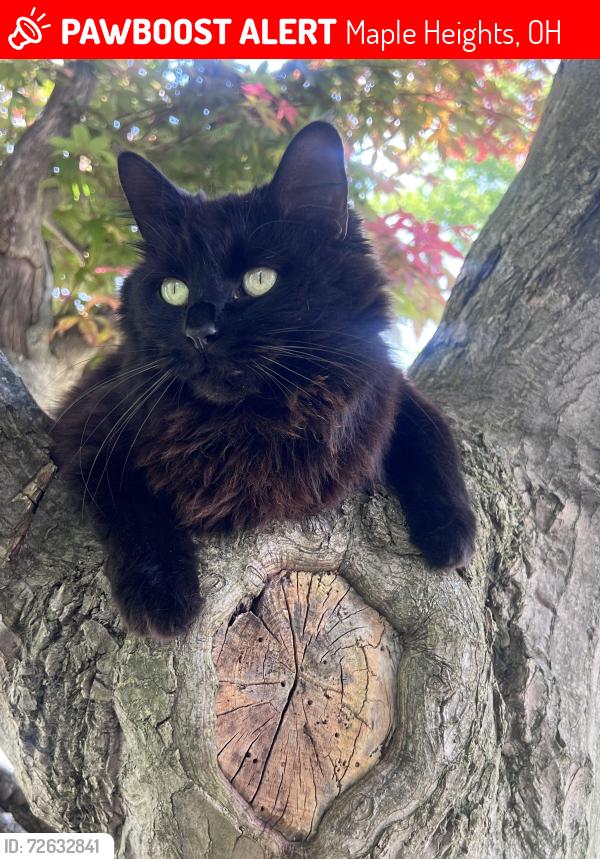 Lost Female Cat last seen Erwin st maple heights Ohio , Maple Heights, OH 44137