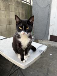 Lost Female Cat last seen 58th Street and Denker, Los Angeles, CA 90044