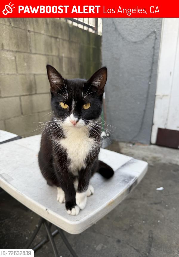 Lost Female Cat last seen 58th Street and Denker, Los Angeles, CA 90044