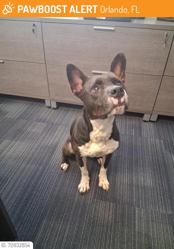 Found/Stray Male Dog last seen Twelve Oaks at Windermere , Orlando, FL 32835