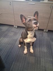 Found/Stray Male Dog last seen Twelve Oaks at Windermere , Orlando, FL 32835