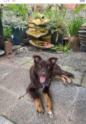 Lost Female Dog last seen South of clear lake, Mount Vernon, WA 98235