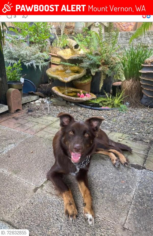 Lost Female Dog last seen South of clear lake, Mount Vernon, WA 98235