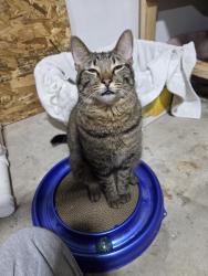 Found/Stray Male Cat last seen Dixie farm and oakbrook drive, Pearland, TX 77581
