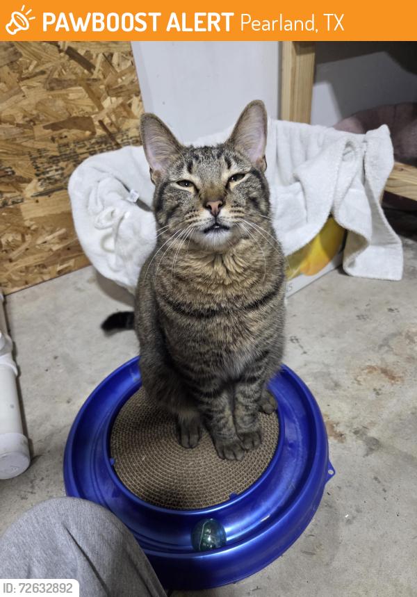 Found/Stray Male Cat last seen Dixie farm and oakbrook drive, Pearland, TX 77581