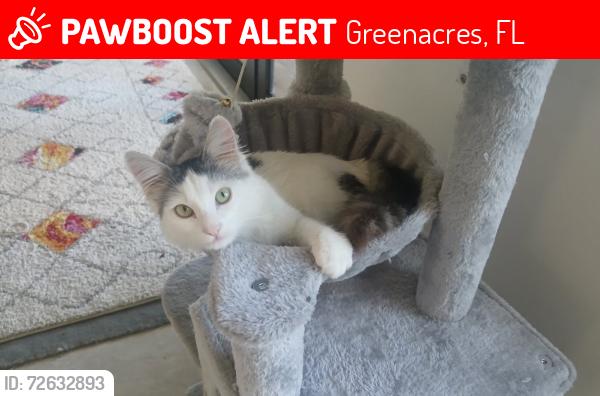 Lost Unknown Cat last seen Jog Rd and Hypoluxo, Greenacres, FL 33463