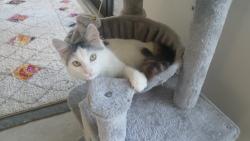 Lost Unknown Cat last seen Jog Rd and Hypoluxo, Greenacres, FL 33463