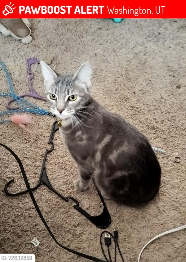 Lost Female Cat last seen Near N 1100 E #21 Washington UT , Washington, UT 84780