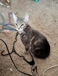 Lost Female Cat last seen Near N 1100 E #21 Washington UT , Washington, UT 84780