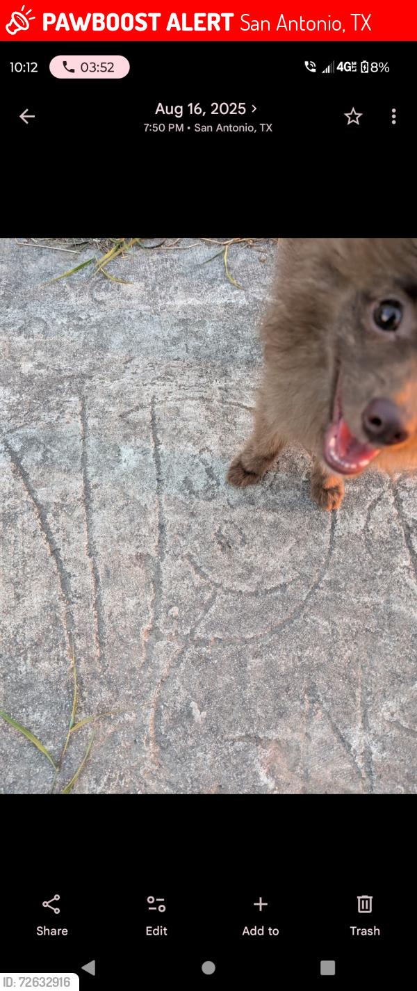 Lost Male Dog last seen Woodlake parkway area , San Antonio, TX 78244