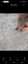 Lost Male Dog last seen Woodlake parkway area , San Antonio, TX 78244