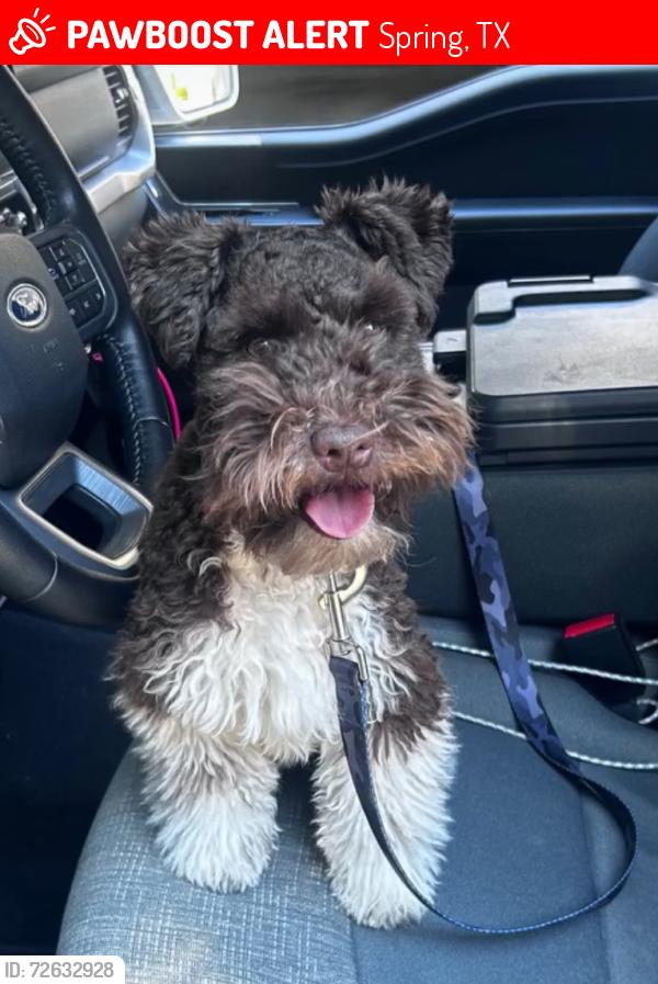 Lost Male Dog last seen Wolfies, Spring, TX 77386
