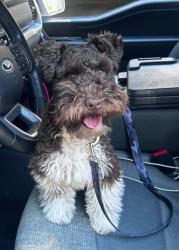 Lost Male Dog last seen Wolfies, Spring, TX 77386