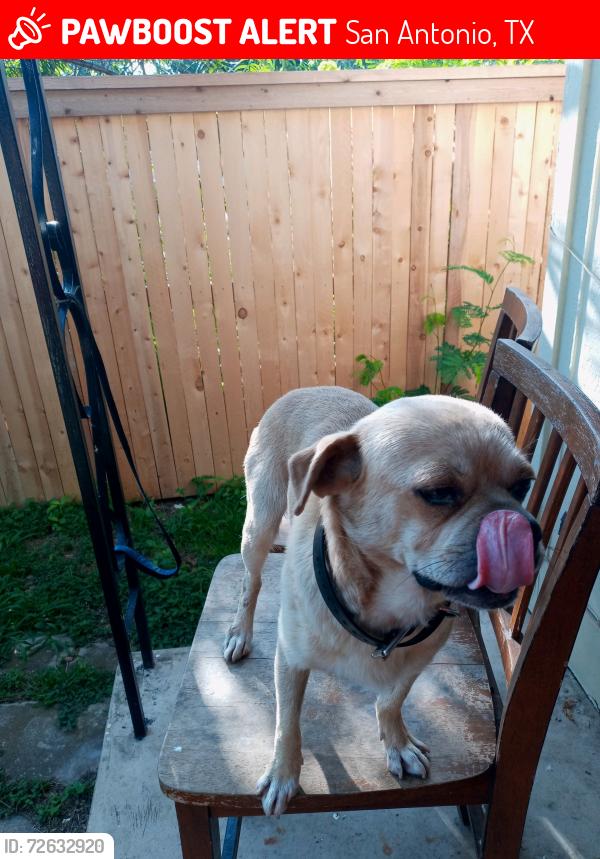 Lost Male Dog last seen 40th street , San Antonio, TX 78237