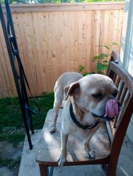 Lost Male Dog last seen 40th street , San Antonio, TX 78237