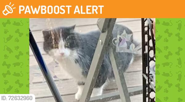 Found/Stray Unknown Cat last seen Army Trail and Creekside Dr., Bloomingdale Township, IL 60101