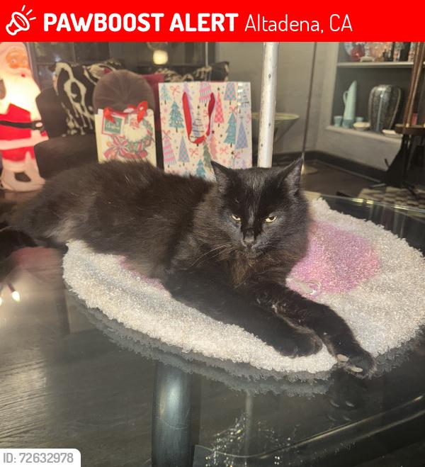 Lost Male Cat last seen El Molino, Sacramento, New York & Woodbury, Altadena, CA 91001