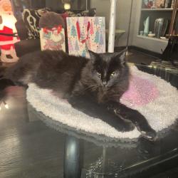 Lost Male Cat last seen El Molino, Sacramento, New York & Woodbury, Altadena, CA 91001