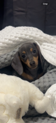 Lost Female Dog last seen right off of 1604 , Shavano Park, TX NULL