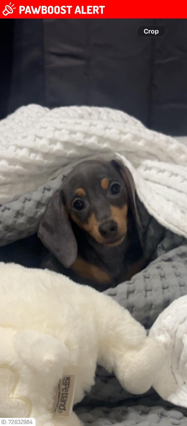 Lost Female Dog last seen right off of 1604 , Shavano Park, TX NULL