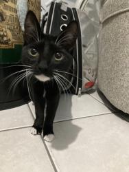 Lost Female Cat last seen SW 25th st. and 11th Ave, Cape Coral, FL 33914