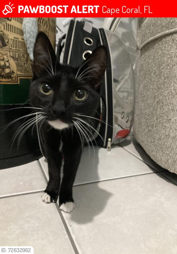 Lost Female Cat last seen SW 25th st. and 11th Ave, Cape Coral, FL 33914